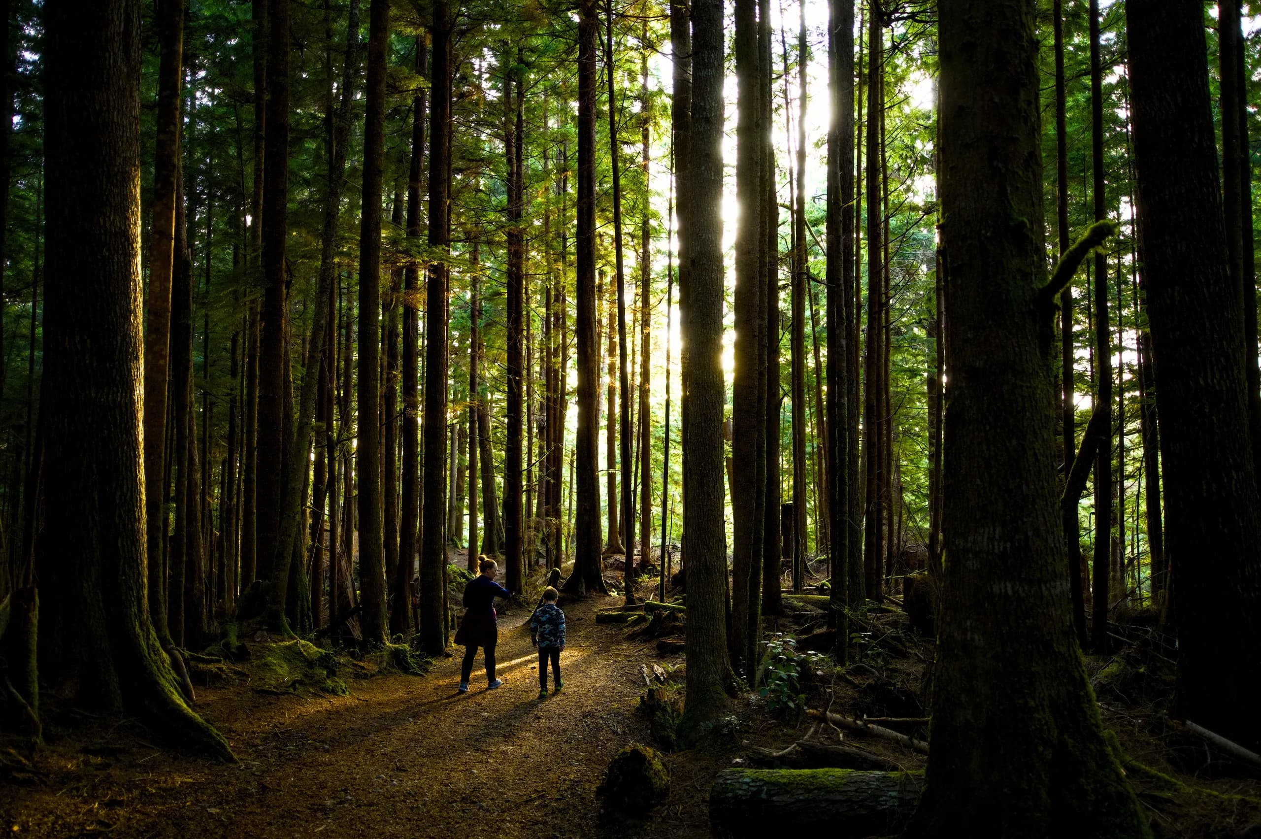 Two hikers on a trail through tall old-growth forest at China Beach, low sun breaking through the trees